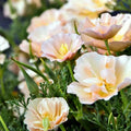 California Thai Silk Pink Champagne Poppy Seeds - 200+ Seeds for Gardening - Papaver somniferum
