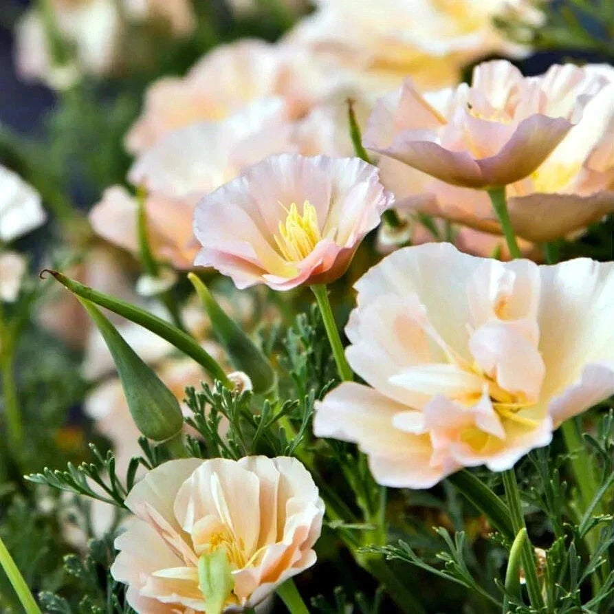California Thai Silk Pink Champagne Poppy Seeds - 200+ Seeds for Gardening - Papaver somniferum