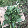 Mexican Petunia Cuttings 6" to 8" White Ruellia Tuberosa Live RARE Unrooted 4 Pack