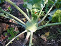 Kohlrabi Seeds, Early White Vienna, Heirloom, Non-GMO, 25+ Seeds, Brassica oleracea