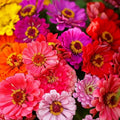 Zinnia Seeds - Over the Rainbow Mix - 100+ Seeds - Colorful Garden Flowers - Zinnia elegans