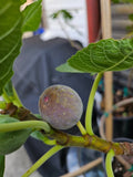 Smith Fig Cuttings - 2 Premium Cuttings + Willow Water for Rooting - Ficus carica