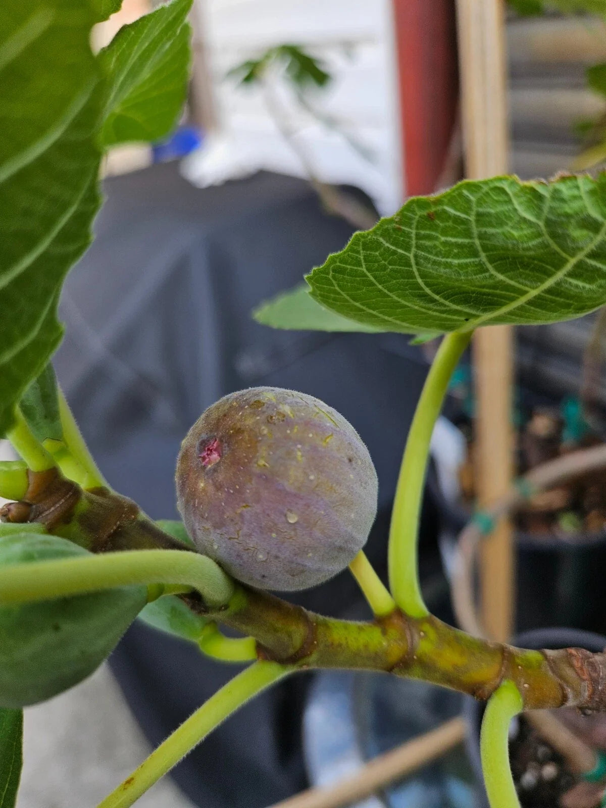 Smith Fig Cuttings - 2 Premium Cuttings + Willow Water for Rooting - Ficus carica