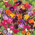 Climbing Vine Mix - Landscaper's Pack of 150 Seeds - Colorful Climbers - 6 Species for Garden Trellises and Arbors