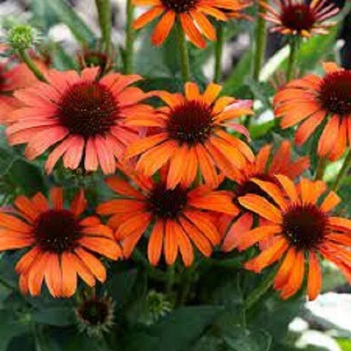 50 Orange Skipper Coneflower Seeds | Echinacea Purpurea Perennial Flowers | USA Grown