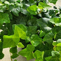 12 Rooted English Ivy Cuttings 4" | Hedera helix | Indoor Plant, Green Foliage, Easy Care
