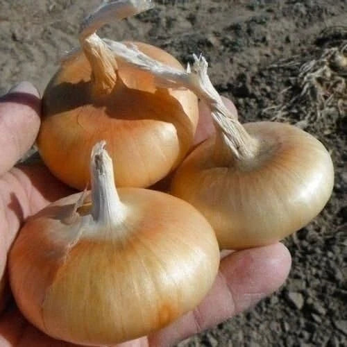 Cipollini Onion Seeds, 400+ Heirloom Organic Yellow Sweet, Non-GMO - Allium cepa