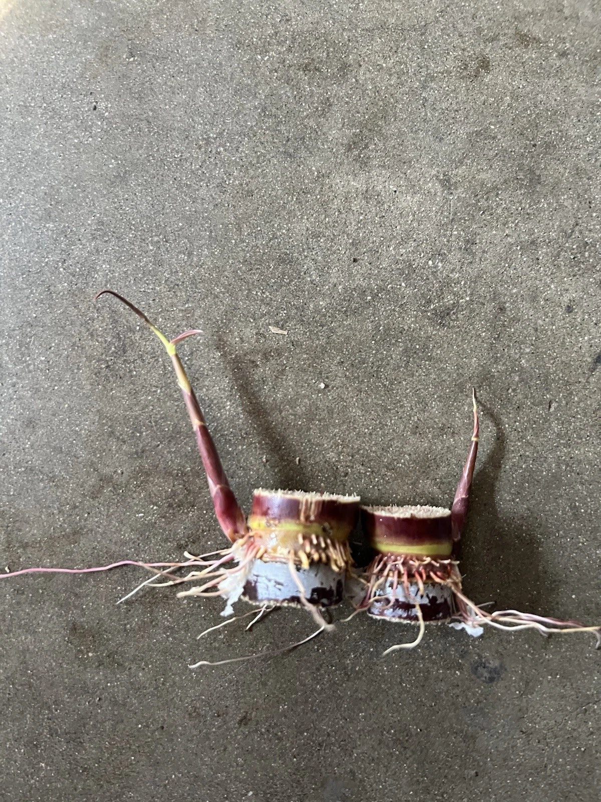 Dark Purple Sugarcane Cuttings - Rooted, Ready-to-Plant, Organic - 2 Live Roots