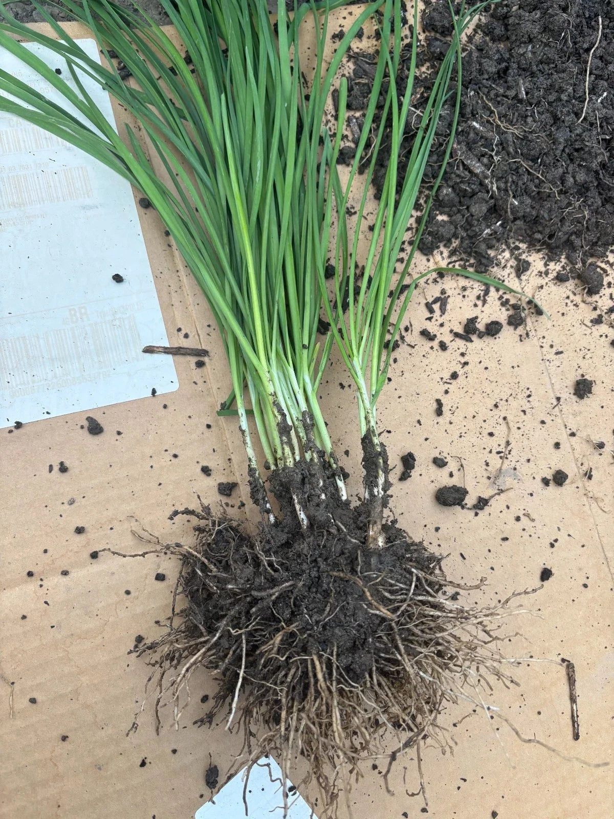 Garlic Chives Plants (Allium tuberosum) - 100 Live Bare Root Plants