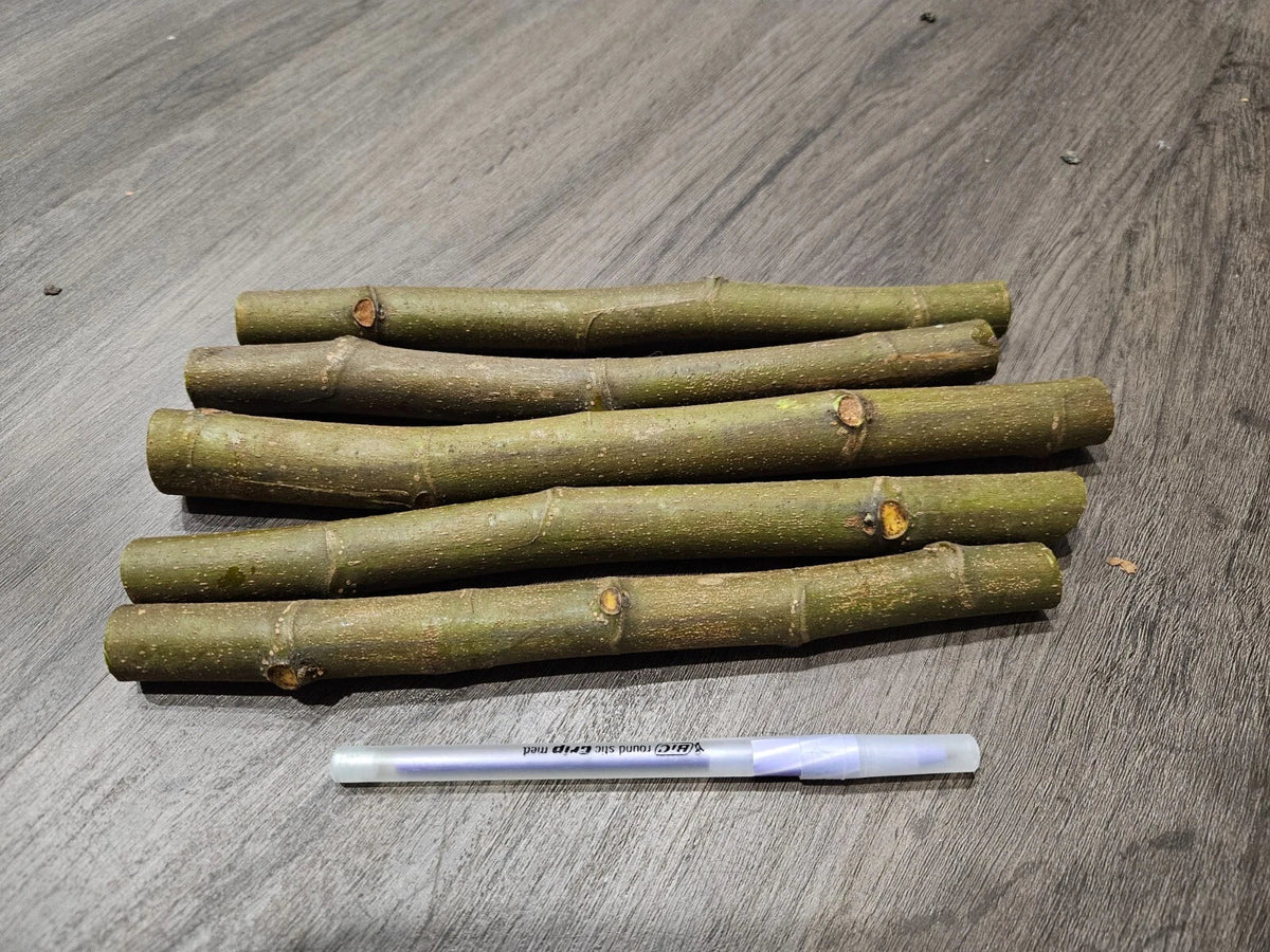 Celeste Fig Cuttings (Ficus carica) - 2 Unrooted 6-8" | Cold Hardy Sugar Fig for Propagation