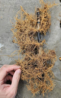 Black Bamboo Rhizomes Phyllostachys nigra Bare Root – Fast Growing Cold Hardy Privacy Screen