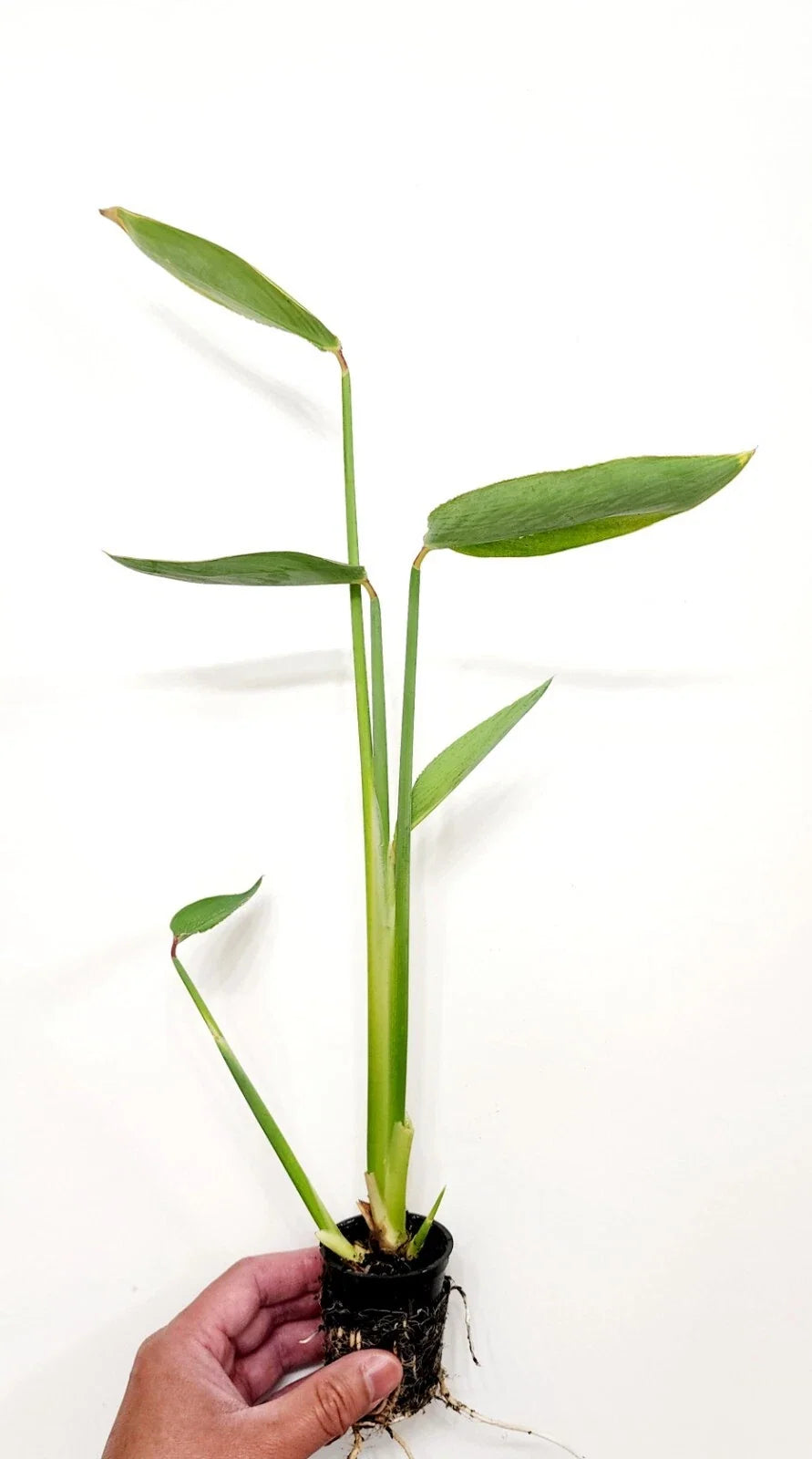Thalia dealbata (Hardy Water Canna) Live Bareroot Plant – Cold-Hardy Lavender-Blue Flower Spikes
