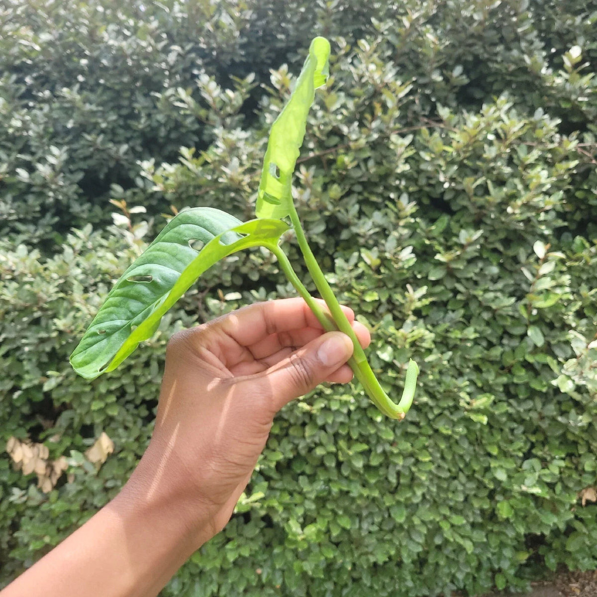 Monstera Rooted Cutting – Swiss Cheese Plant (Monstera deliciosa) with Established Roots