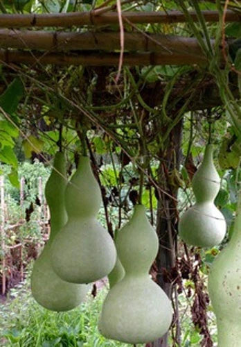 Bottle Gourd Seeds - 10+ Calabash Craft Variety (Lagenaria siceraria) - Asian Buddha Squash Vegetable - USA