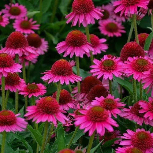 50 Candy Coneflower Seeds - Echinacea Perennial Flower - Vibrant Garden Seeds for Planting