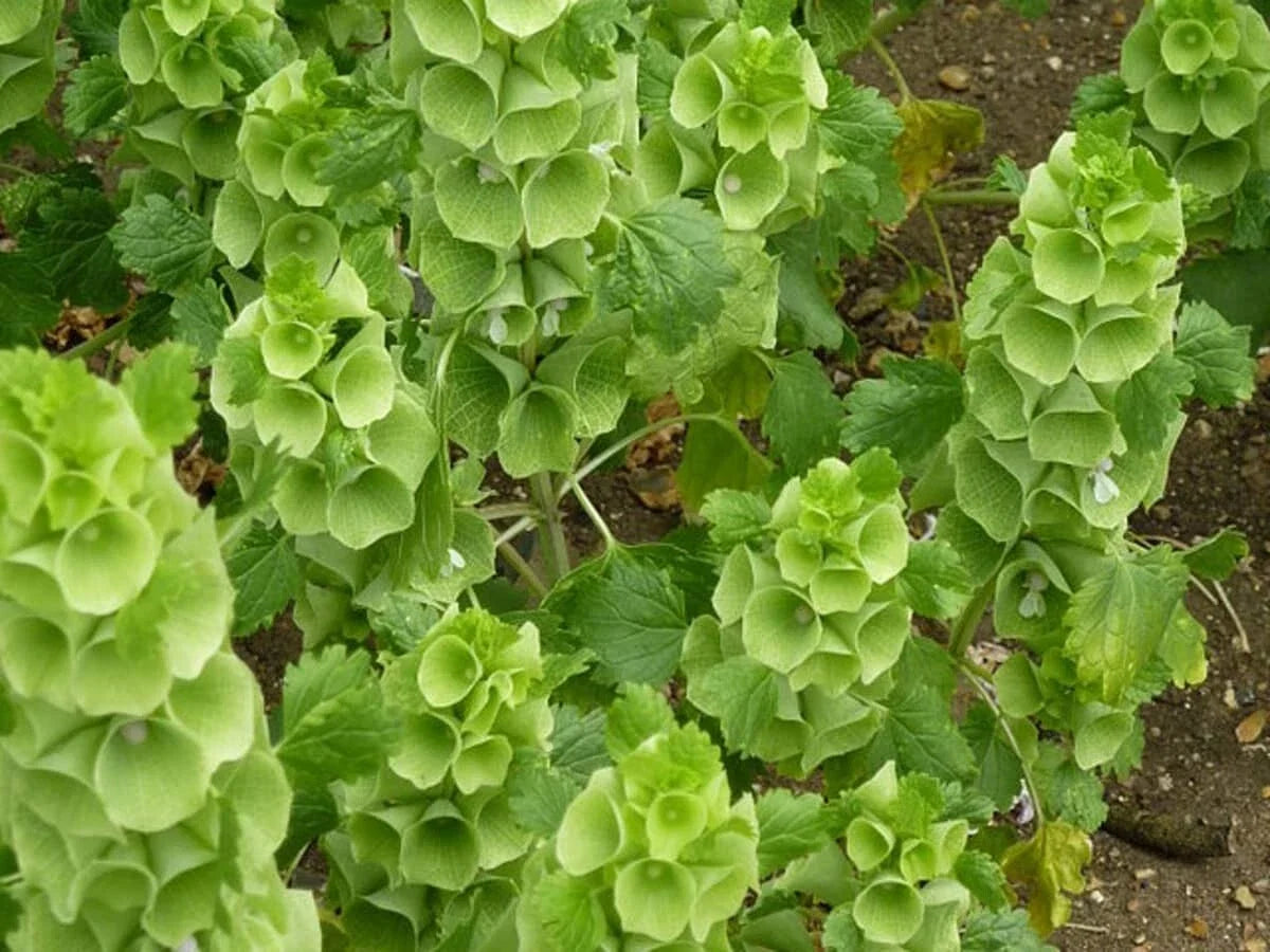 Bells of Ireland Seeds 150+ Green Flower Moluccella laevis - Non-GMO, Fast Germinating Seeds - Free Shipping USA