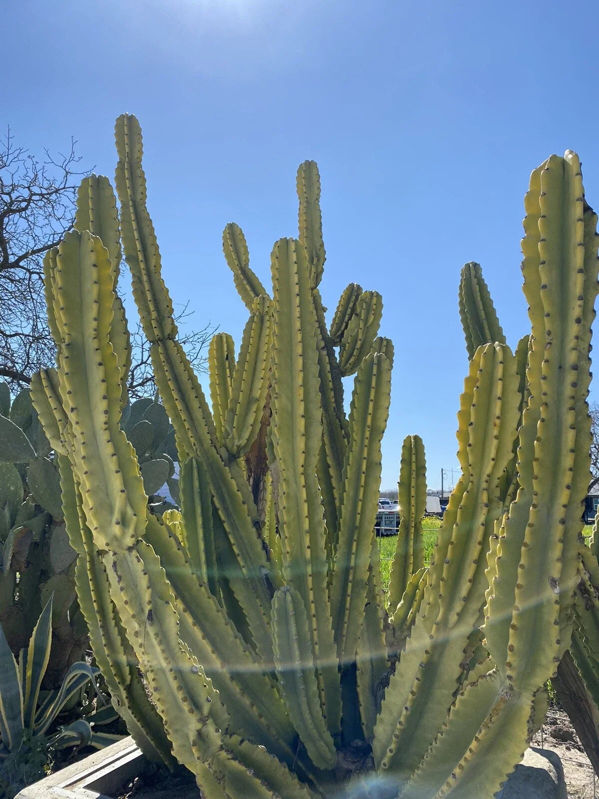 Cereus repandus Cactus Cutting 10 Inch Edible Variety, Tropical Succulent Plant for Home Gardening