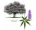 Vitex Agnus-Castus Cuttings - 12 Thin Blue-Purple Chaste Tree Stem Cuttings for Rooting and Grafting