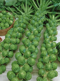 Brussels Sprouts Seeds - 500+ Green Gems - Brassica oleracea - Non-GMO, USA Grown, Ideal for Home Garden