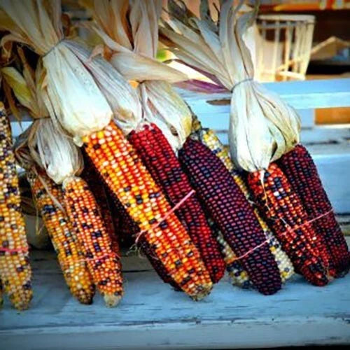 Heirloom Indian Corn Seeds - 1000+ NON-GMO Fresh Seeds - Zea mays Everta