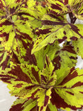 Coleus Splish Splash Live Rooted Starter Plant - Vibrant Ornamental Foliage - Coleus blumei