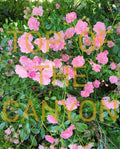 Miniature Pink Rose Bush - 2" Pot Starter Plant - Beautiful Blooms - Rosa spp.