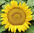 Yellow Pygmy Sunflower Seeds - 50+ Non-GMO Seeds for Planting (Helianthus debilis)