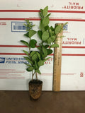 Lucidum Ligustrum Live Plant - Glossy Leaf Privet - Ligustrum lucidum