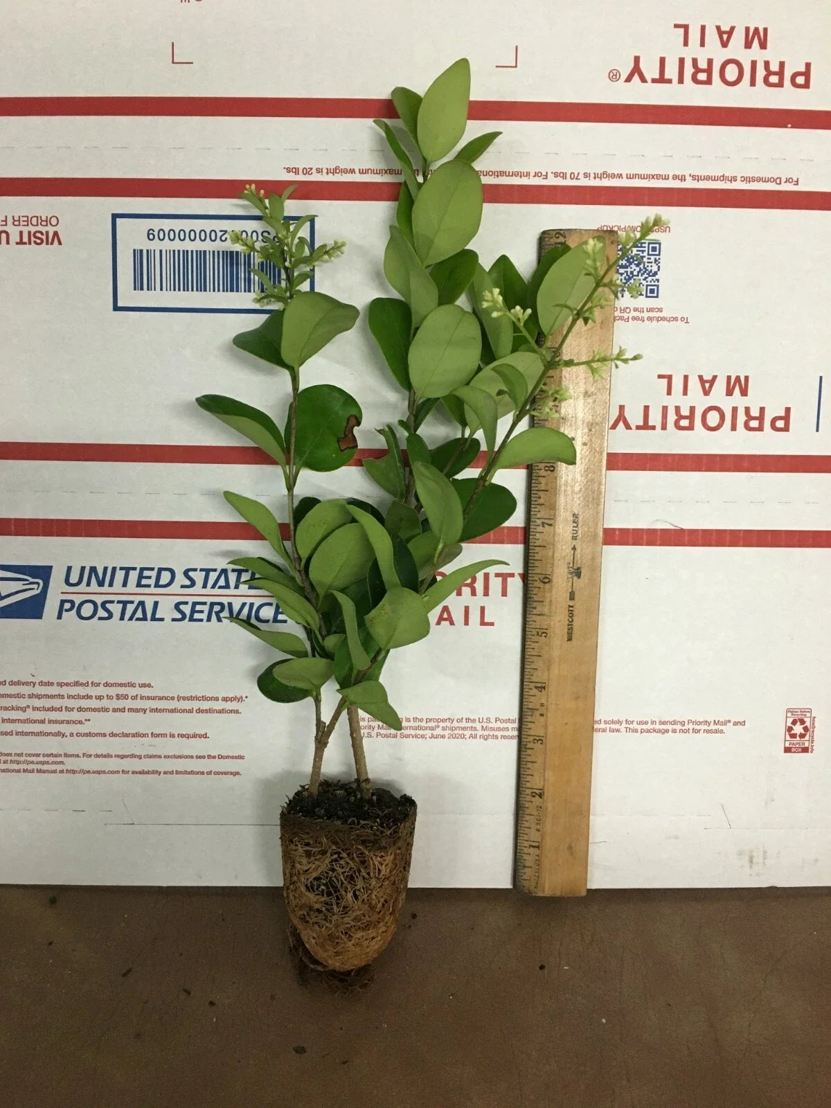 Lucidum Ligustrum Live Plant - Glossy Leaf Privet - Ligustrum lucidum