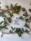 Purslane Cutting - Unrooted - Edible Succulent - Portulaca oleracea - Free Shipping