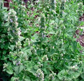 Catnip Seeds 200++ Organic Non-GMO Nepeta cataria Catswort Herb for Cats