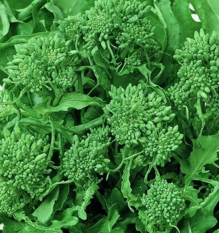 Broccoli Seeds 500+ Spring Raab Rapini Non-GMO Vegetable Seeds for Garden (Brassica rapa)