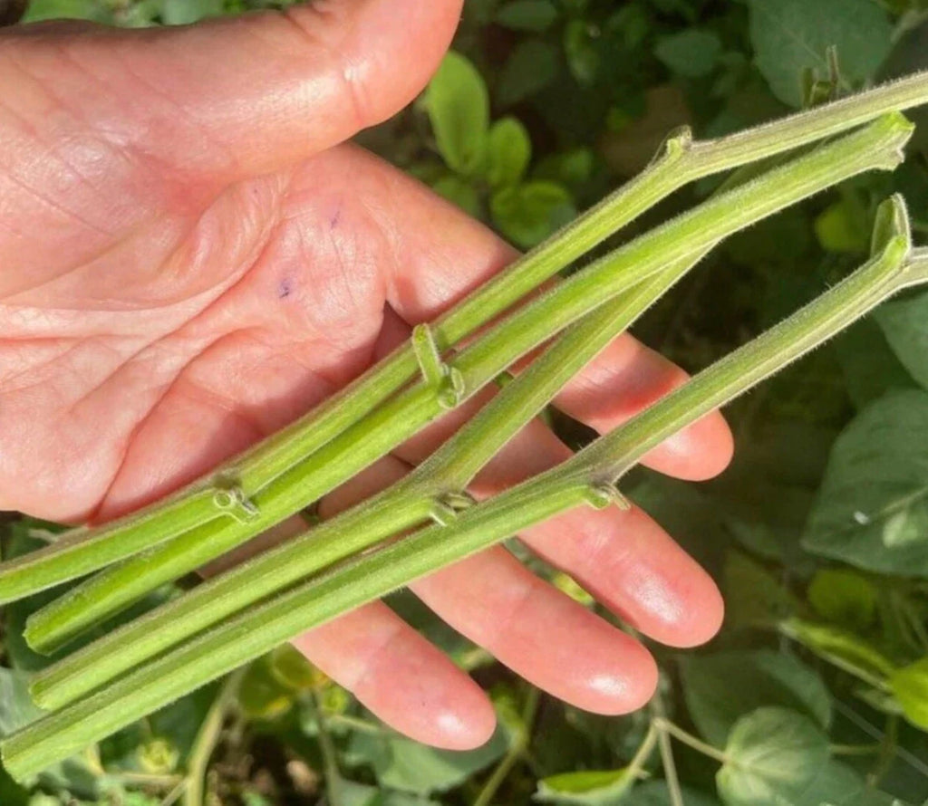 6 Fresh Unrooted Golden Berry 'V Pineapple' Cuttings | Physalis Peruviana (Cape Gooseberry)