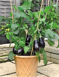 Black Beauty Eggplant Seeds - 100+ Heirloom Non-GMO Organic - Solanum melongena