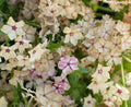 Phlox Seeds - 25+ Cream Brulee Fragrant Flower Seeds - Phlox paniculata