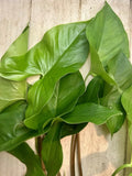 Rooted Plants - 10 Pack Arrowhead Vine - Syngonium Podophyllum