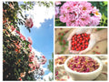 35 Rosa Canina Seeds - Pink Flowering Rosehip - Wild Rose Bush Seeds - Free Shipping, US Seller
