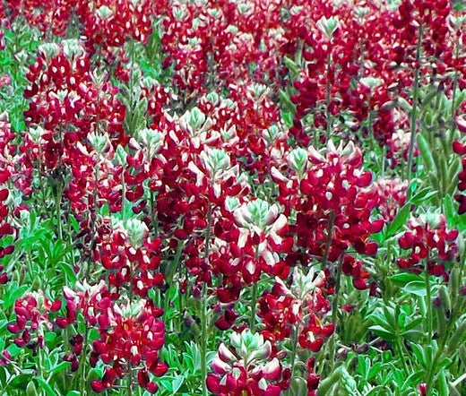 Texas Bluebonnet Seeds - 100 Bulk Maroon Red Seeds - Lupinus texensis - Wildflower Garden Planting