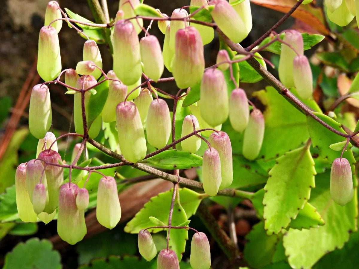 Kalanchoe Pinnata Live Rooted Plant - Leaf of Life - 4 to 6 Inch Pot - Succulent Houseplant