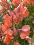 Blue Vein Sweet Pea Seeds - 50+ Pack - Lathyrus odoratus - Ideal for Garden Planting - USA - Free Shipping