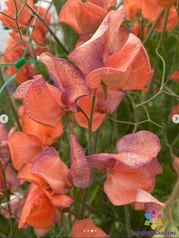 Blue Vein Sweet Pea Seeds - 50+ Pack - Lathyrus odoratus - Ideal for Garden Planting - USA - Free Shipping