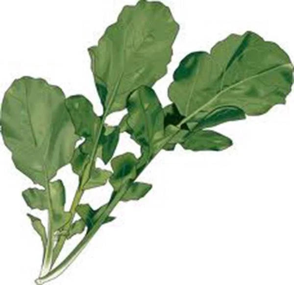 Arugula Seeds, Heirloom Non-GMO, 500+ Seeds, Roquette Greens, Salad Garden, Eruca sativa
