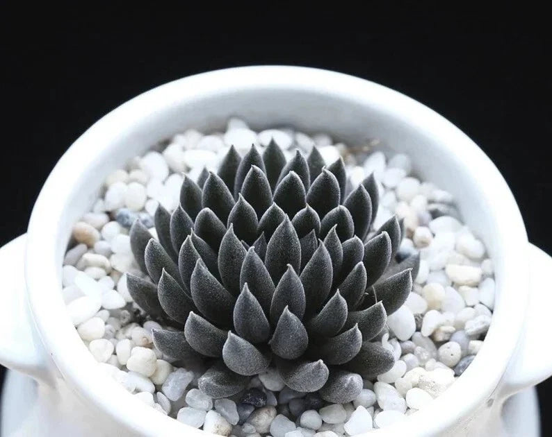 Rare Succulent Seeds 100Pcs Pack - Sinocrassula Yunnanensis - Unique Drought-Resistant Plant Variety