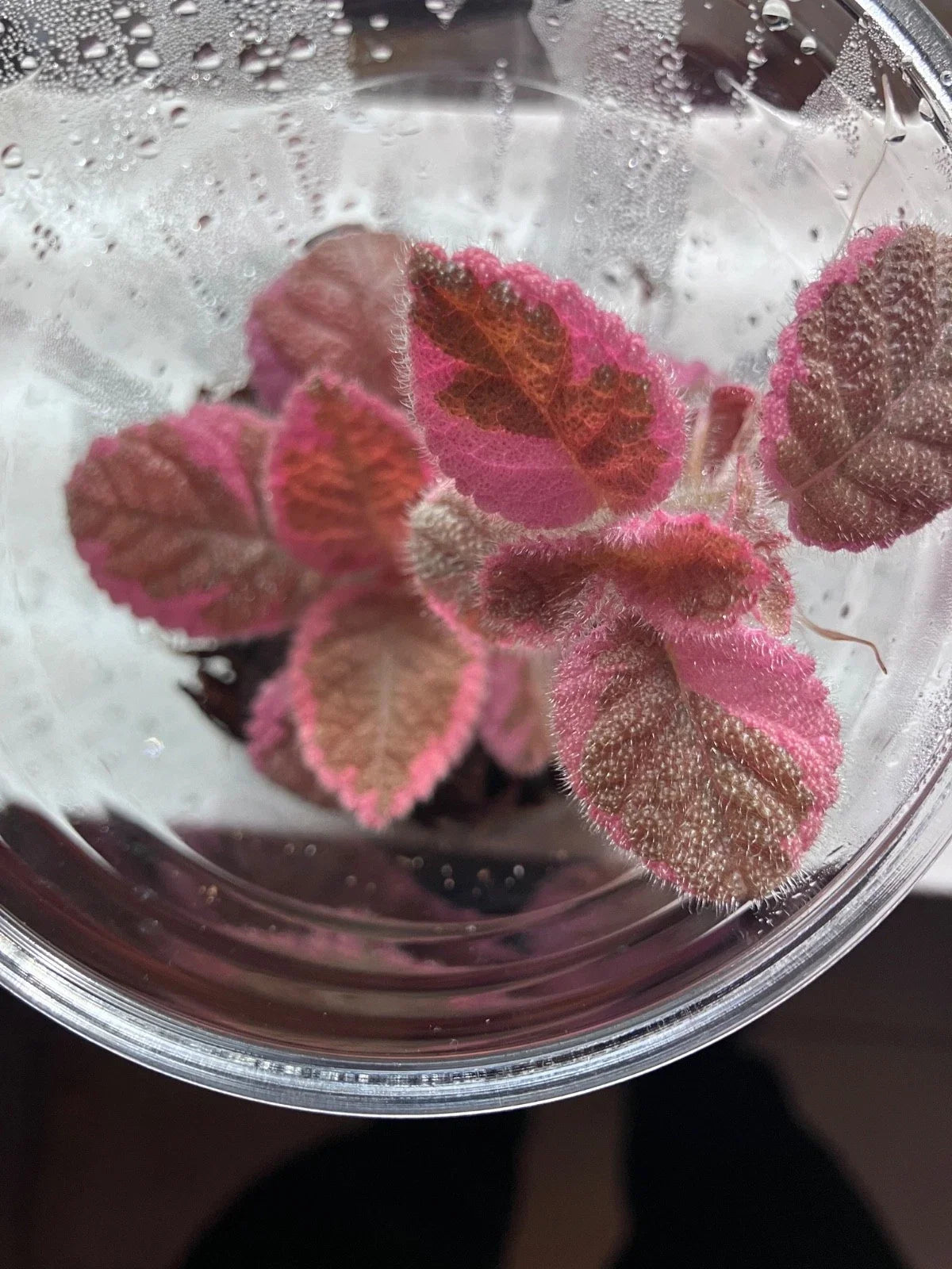 Episcia Pink Smoke Flame Violet (Episcia cupreata) Bareroot Starter Plant - Variegated Indoor Houseplant