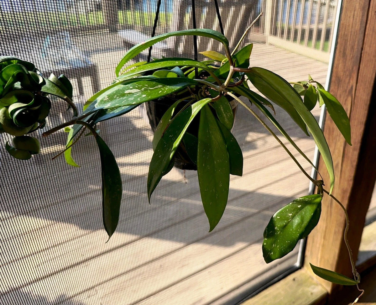 Hoya Publicalyx Plants - Established Hanging Basket - 3 Well-Grown Varieties - Perfect for Indoor Decor
