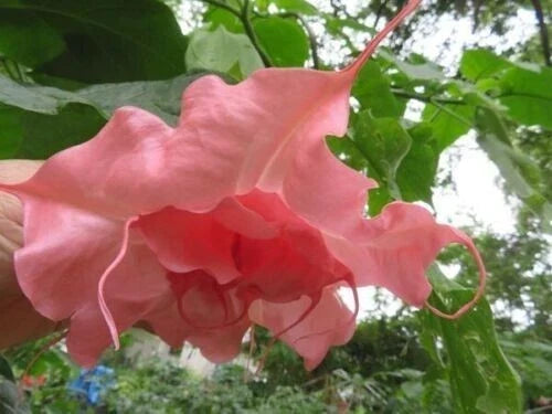 Ahavah Angel Trumpet Seeds - 10 Brugmansia Datura Flower Seeds - USA Seller