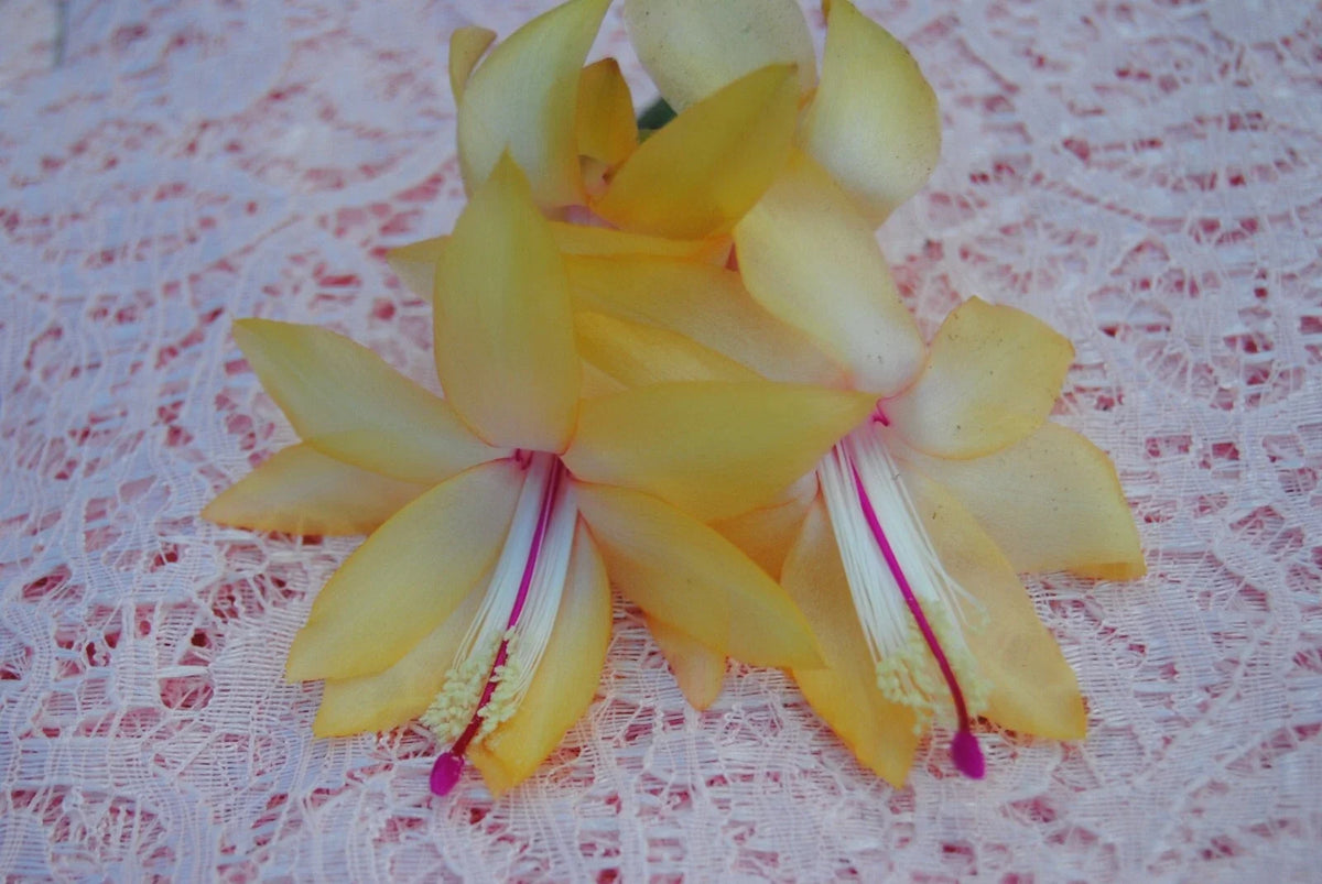 Christmas Cactus Starter Plant - Schlumbergera Truncata - Cambridge Variety - Easy Care Houseplant
