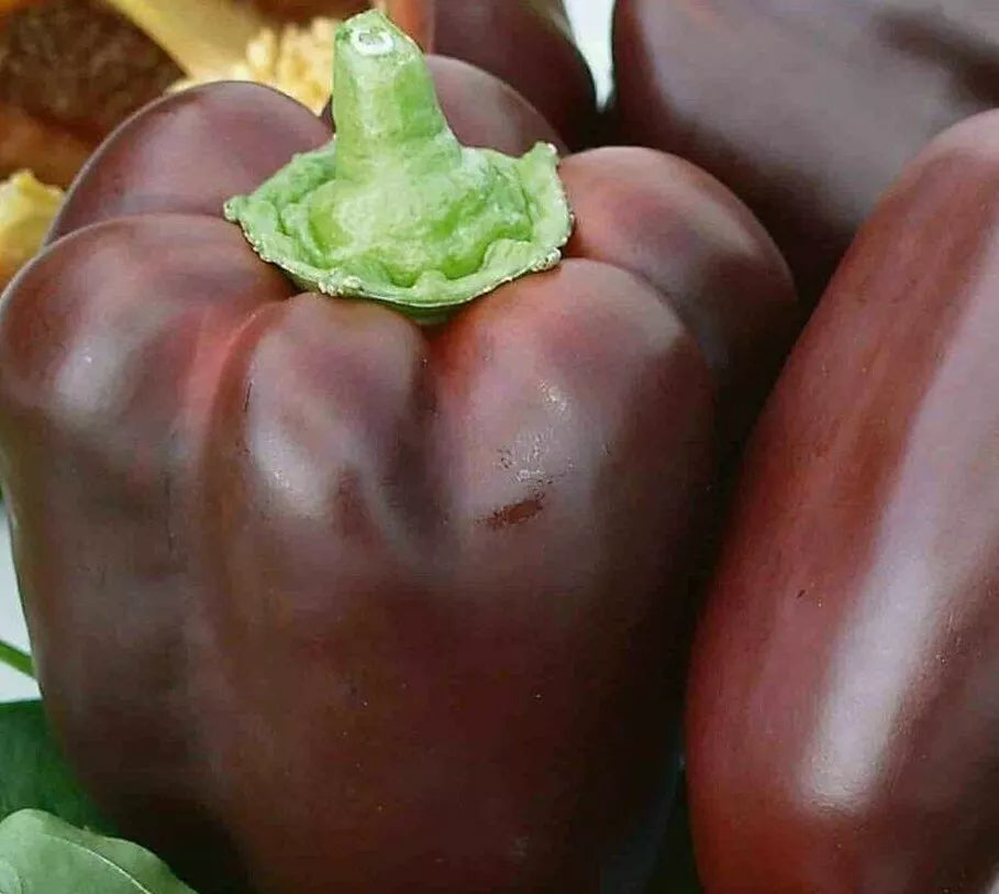 Chocolate Beauty Bell Pepper Seeds 30+ Sweet Pepper Culinary Capsicum annuum - Heirloom Variety, Non-GMO, Free Shipping
