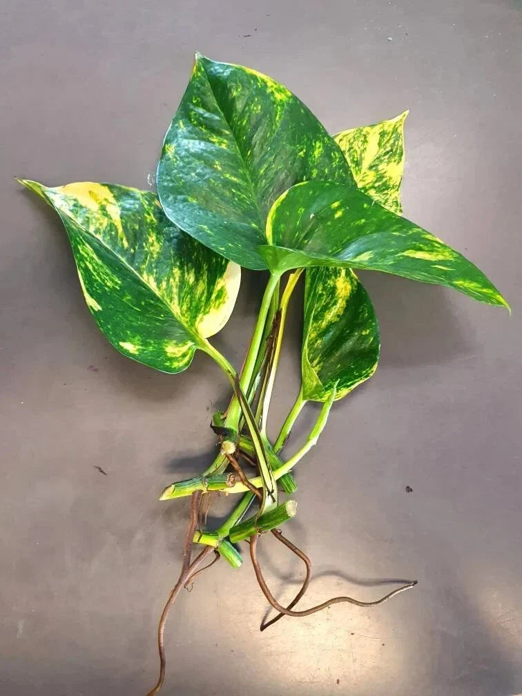 Hawaiian Pothos Leaf Cuttings, 5 with Air Roots and Nodes, Epipremnum aureum