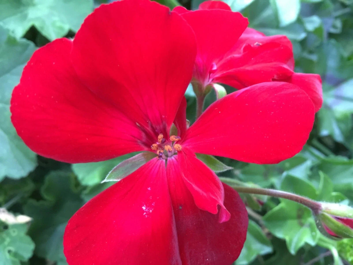 Ivy Zonal Geranium Cuttings 3 Deep Velvet Red Pelargonium